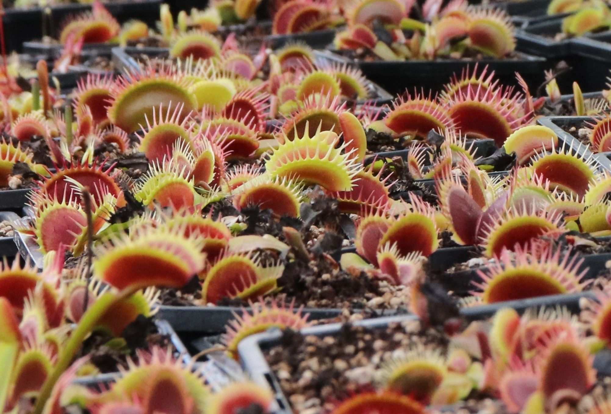 the Groovy Plant Place