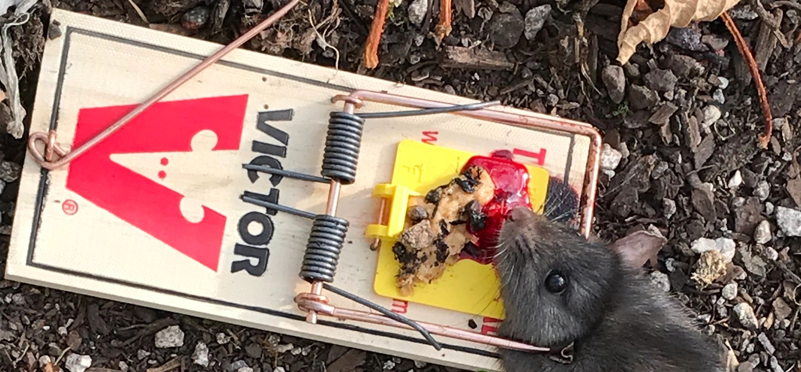 HOME [deadrat.co.nz]