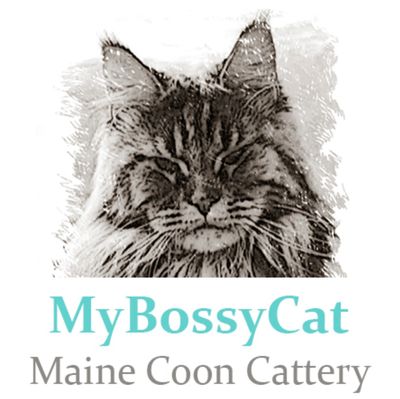 Maine Coon Cattery. Cats and kittens. Breeder. 