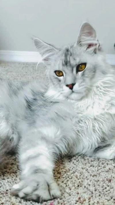 Maine Coon kitten large in size 