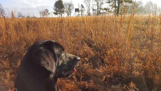 Ryder waiting patiently for a Pheasant. 