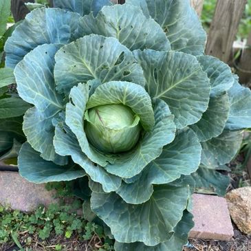 Green cabbage growing in a garden.