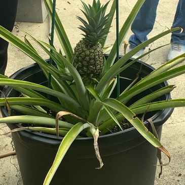 Pineapple growing in a large black pot.