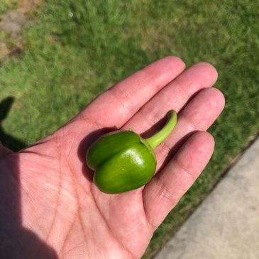 Tiny green bell pepper held in a hand.
