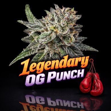 Close-up of a cannabis bud with 'Legendary OG Punch' text and red boxing gloves.
