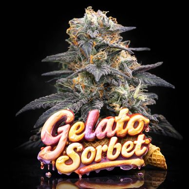 Close-up of a Gelato Sorbet cannabis bud with artistic text and ice cream cone.