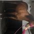 Diva having her first trip away from home in 3.5 tonne self drive horsebox for hire