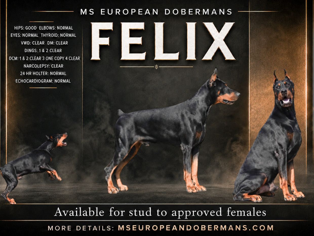 Doberman named Felix available for stud with health clearance.