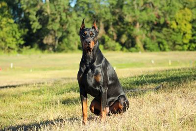 European Doberman Stud Dog