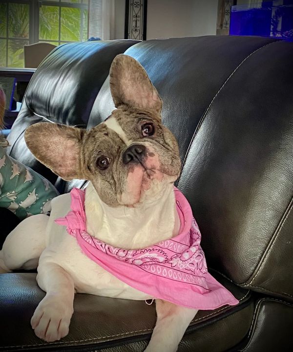 Frenchie Babes - French Bulldog for Sale - North Port, Florida