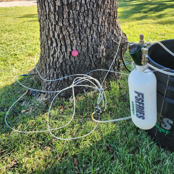 Tree injection Ft.Worth Prichard Tree Care 