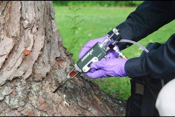 arborjet tree injection ft. worth prichard tree care