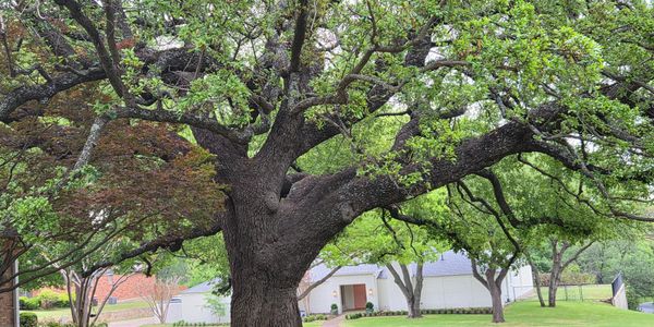 Large tree with sprawling branches in a suburban yard.