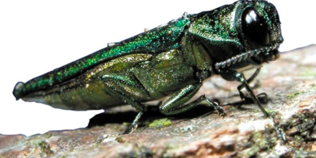 Emerald Ash Borer / Prichard Tree Care 