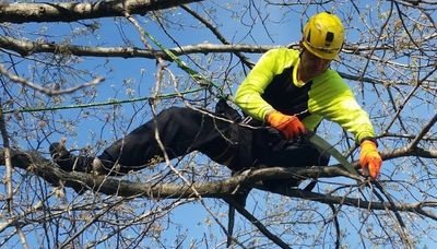 Prichard Tree Care  Tree Pruning Services 