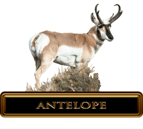 Pronghorn antelope with gold text banner