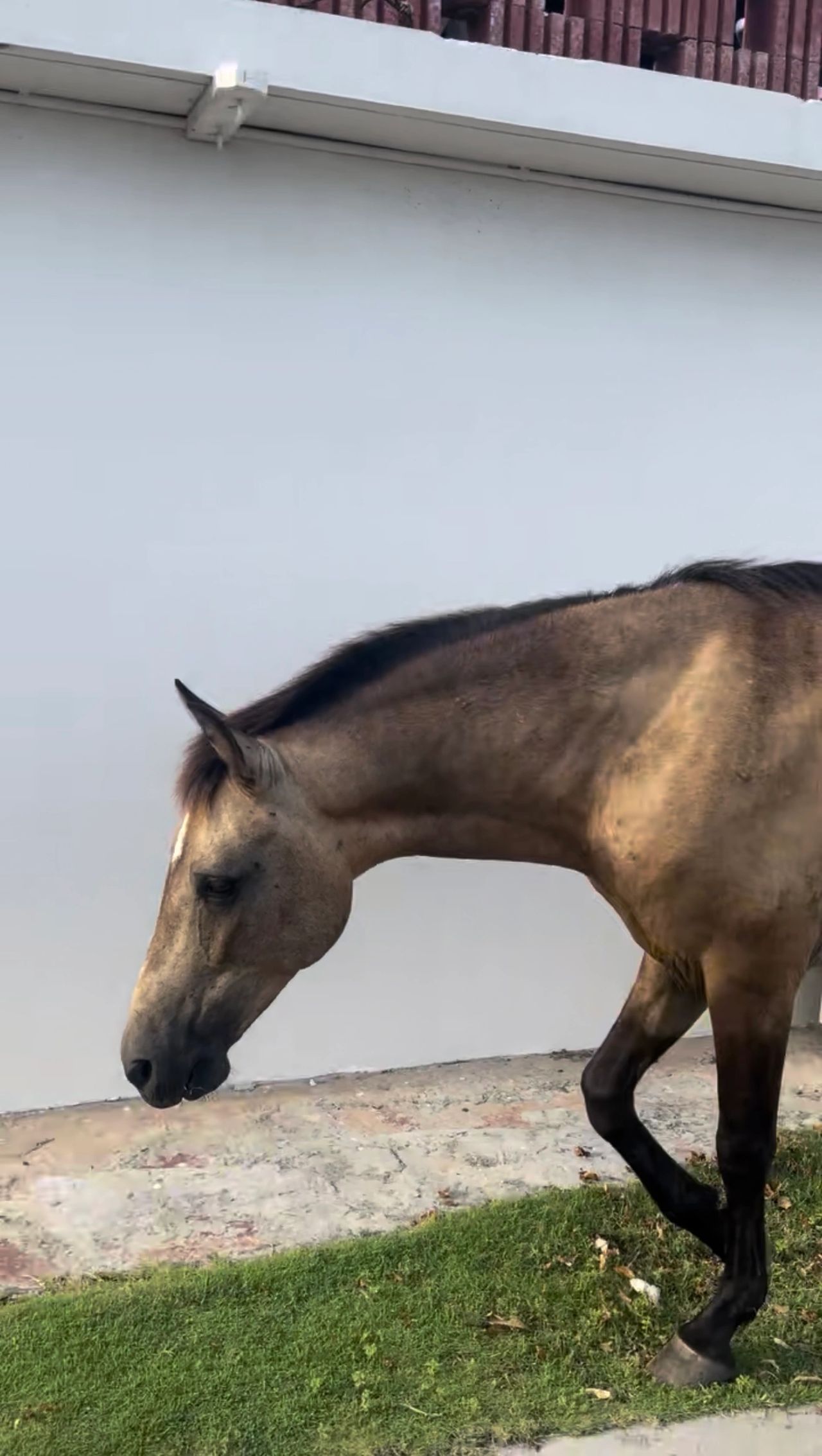 Random Horse Random Horse