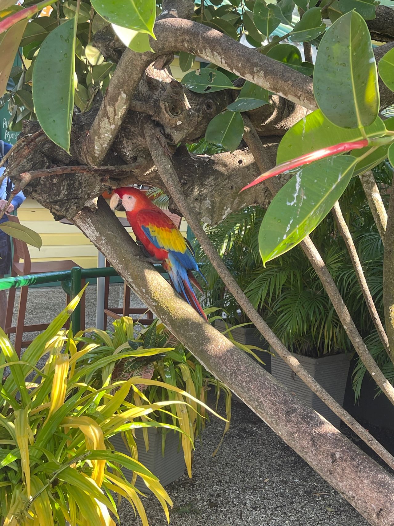 Parrot Off Port Parrot Off Port