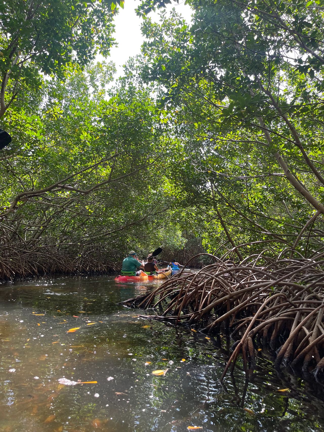 Kayaking the Mangrove Kayaking the Mangrove