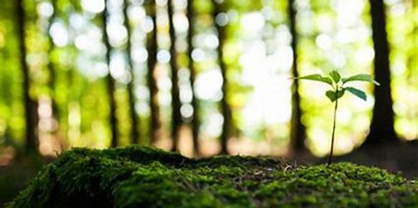Beautiful Environment that needs protection