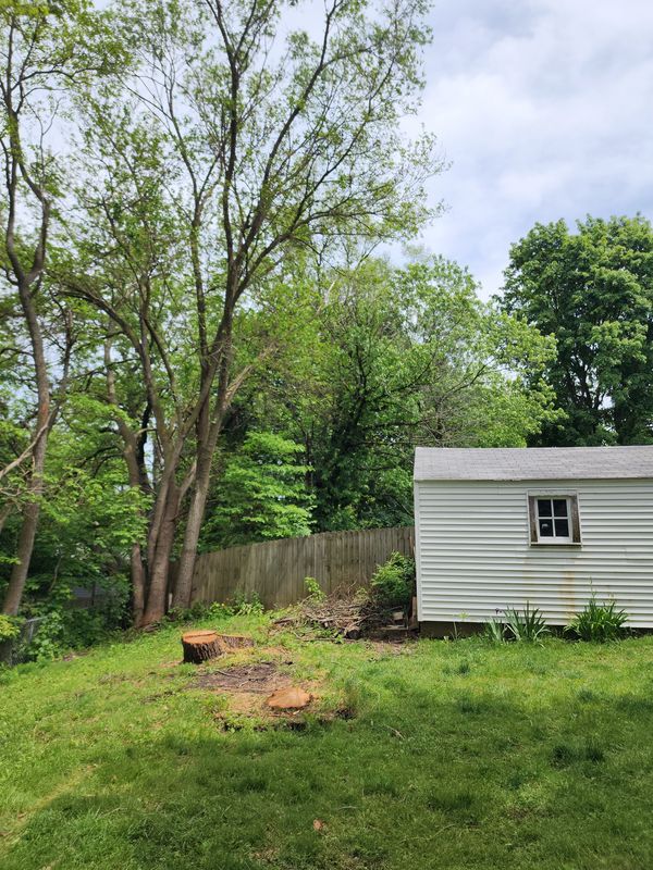 Backyard with green grass, a shed, and tall trees.