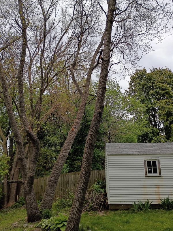 Tall trees near a small white shed in a green garden.