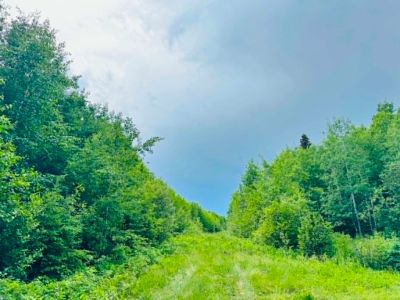 A grassy path flanked by dense green trees under a cloudy sky.
