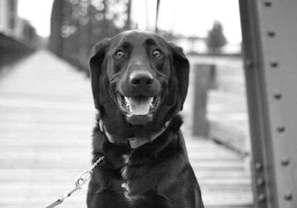 Labrador retriever,  dogs, shelter dogs, rescue dogs, pet finder, black dog. Humane Society. 