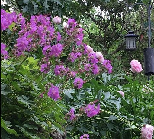 Purple and pink flowers thriving in a lush green garden.