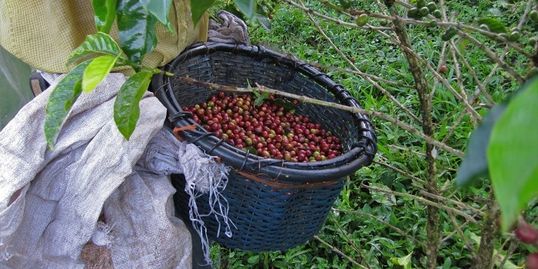 Ripe coffee berries