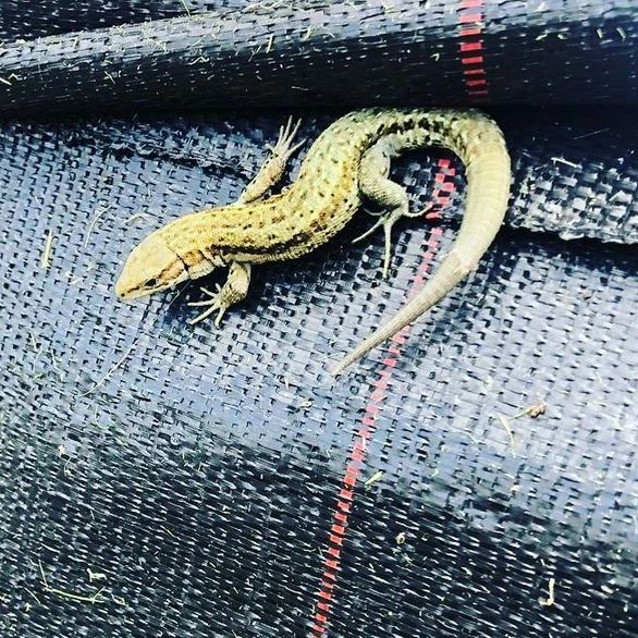 Herpetosure Fencing Great Crested Newts