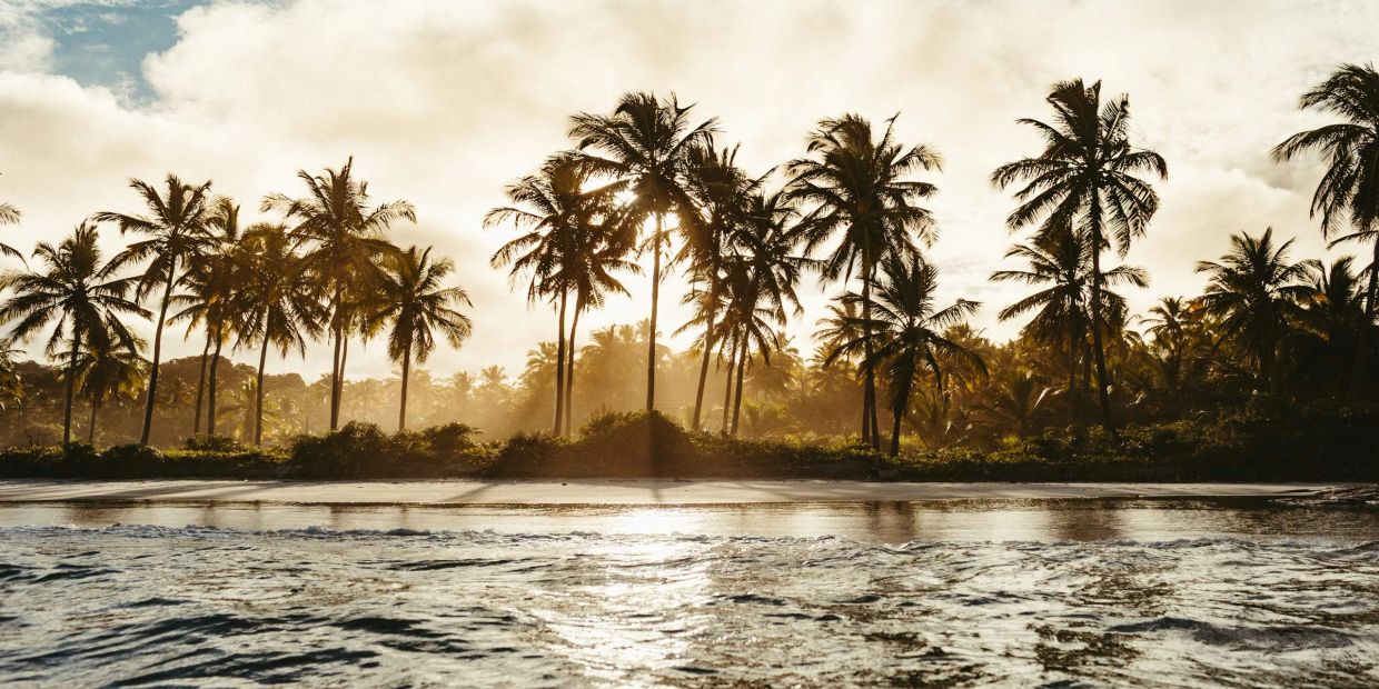Golden sunlight filters through palm trees on a serene tropical beach.