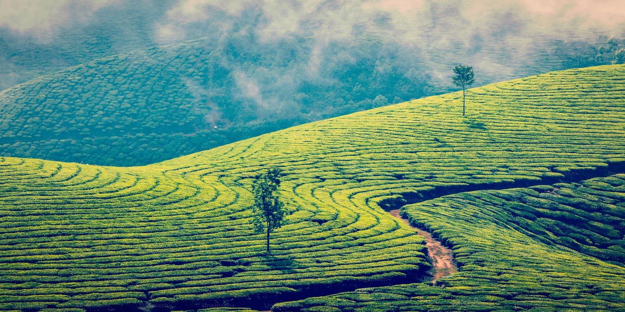 Lush green tea plantations with misty hills and scattered trees.