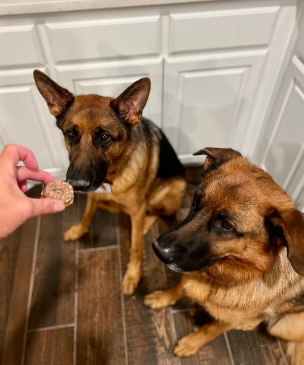 Our Pup's patiently waiting for their Homemade Dog Treat by A Pup's Dream