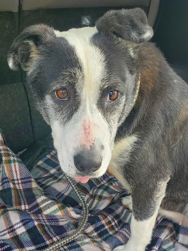 10 Border Collie Mixes That Blend Beauty and Brains