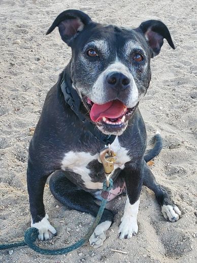 Spike – Dogs' Refuge Home