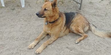 Golden Years Dog Sanctuary - Dog Rescue, Senior Dog