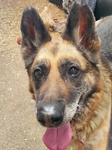 Senior Girl Finally Finds Her Way Home — Helping Hounds Dog Rescue