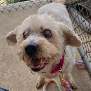 A white dog with a cloudy eye and a pink collar looks up eagerly.