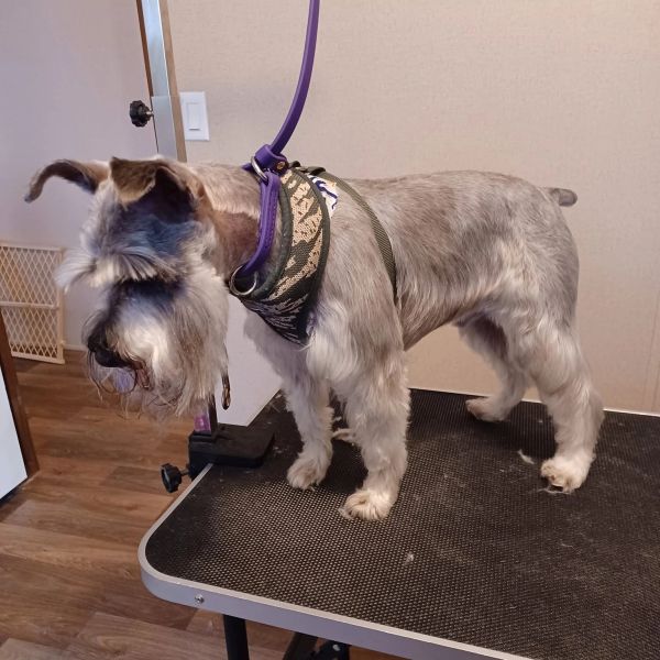 A Schnauzer dog on a grooming table with a harness and leash.