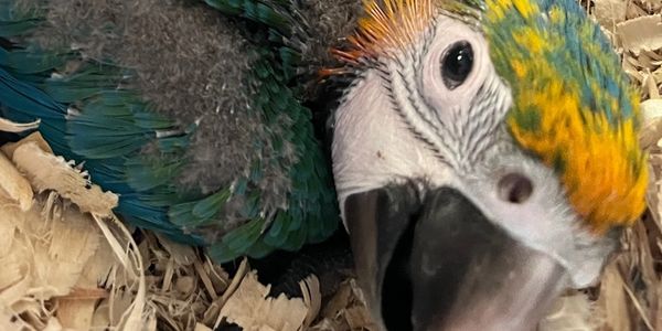 baby macaws