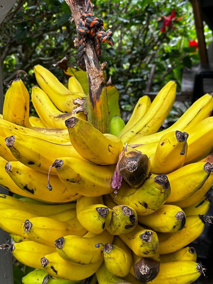 SEASONAL ORGANIC IAO VALLEY APPLE BANANAS