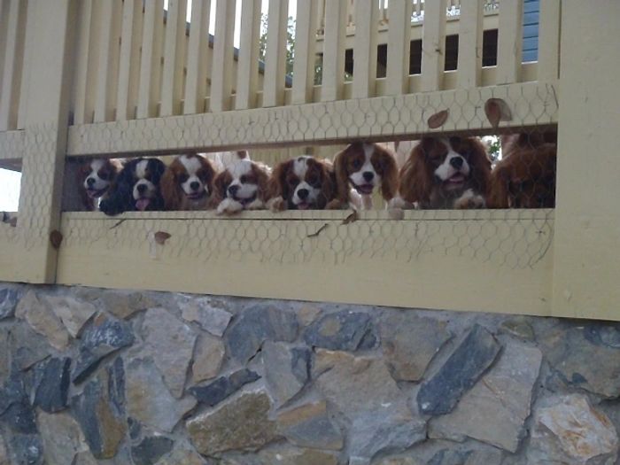 Cavalier King Charles Puppies Houston Gryffindor Cavaliers