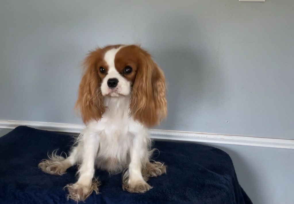 Small dog sitting on a dark cloth-covered table.