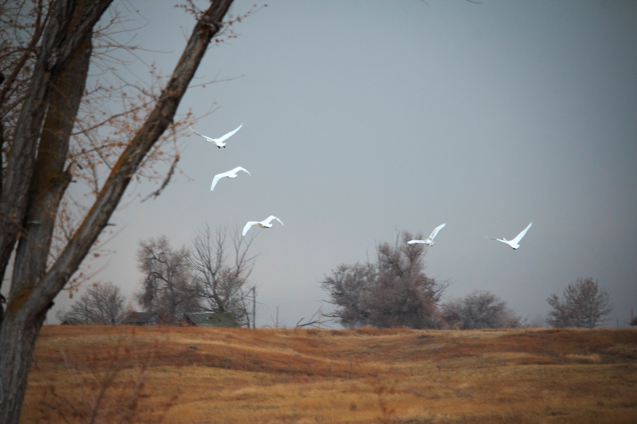 Wild Horse Hot Springs - Main photo