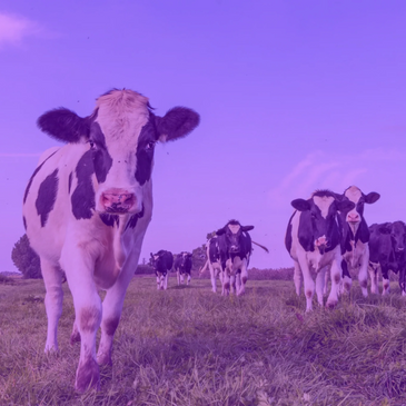 A group of black and white cows walking towards the camera in a grassy field.