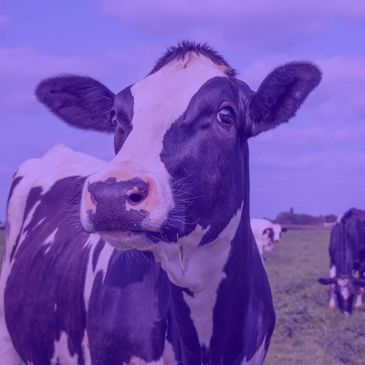 Close-up of a curious black and white cow in a green pasture.