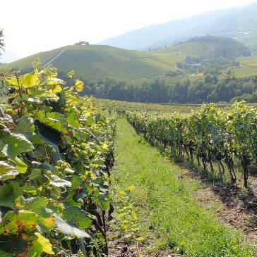 Lush vineyard rows stretch across a sunny hillside landscape.
