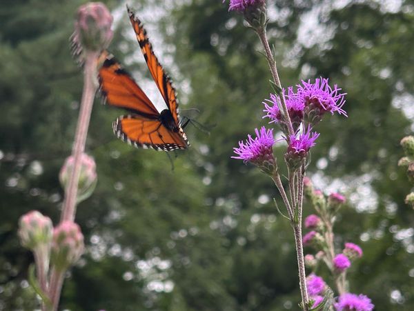 Orange butterfly near purple flowers in a natural setting.