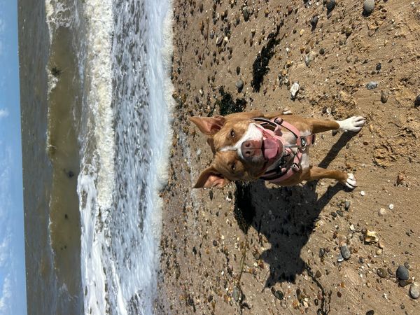 Happy dog standing on a sandy beach near the ocean waves.